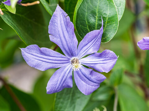 Spring Flowering Downy Clematis (Clematis macropetala). Close up of flowering blue Clematis on blurred background.