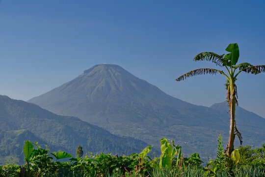 Majestic mountain peak under a clear blue sky, framed by lush green agricultural fields and a tropical tree. Great for eco-tourism, organic farming, and adventure. Mount Sindoro, Indonesia.