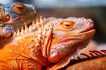 Fototapeta premium A close-up of an iguana. A beautiful, multicolored lizard with vibrant, colorful skin. An exotic, tropical animal.