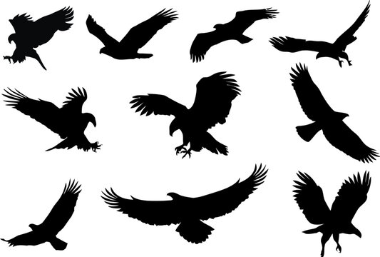 Eagle Silhouettes Collection Flying and Hunting Poses