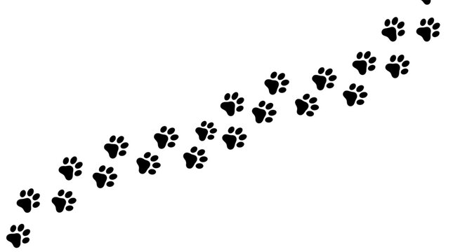 Paw prints walking trail on a white background, conveying movement and journey