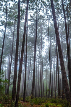 Mysterious forest with fog in mexiquillo durango