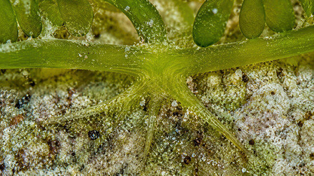 Fascinating macro detail revealing green taxifolia invasive alga stolon attachment mechanism securing tightly to sandy ocean seabed floor showing incredible aquatic survival growth
