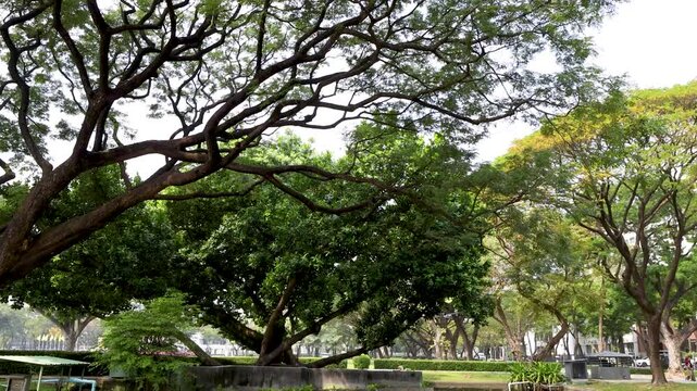 Large Rain Tree Canopy Overlooking a Pond in Bangkok Park