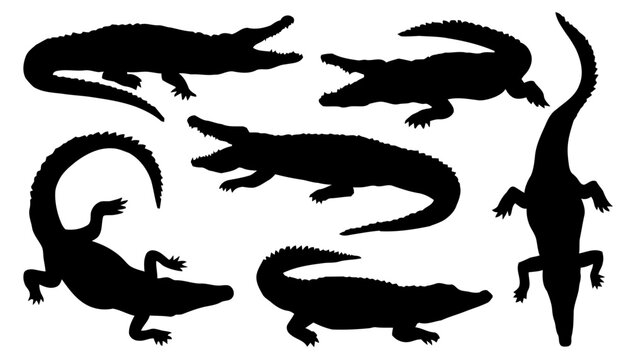 Set of alligator and crocodile silhouettes in various dynamic poses