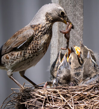 Fieldfare (Turdus pilaris) nest