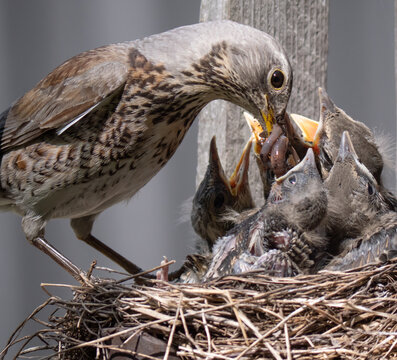 Fieldfare (Turdus pilaris) nest