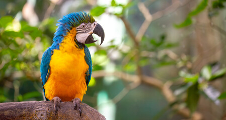 Close-up of a blue and yellow macaw parrot. The multi-colored parrot sits on a perch. The background is blurred with tree foliage, highlighting the birds' vibrant colors. © Vera