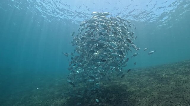 School of Bigeye Trevally (Caranx sexfasciatus), 4K UHD footage, Tulamben Bali Indonesia. Natural synchronized behavior in reef ecosystem, marine biodiversity, open water copy space