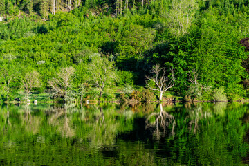 Fototapeta premium Dead trees at woodland edge reflected in calm green waters surrounded by lush summer foliage 