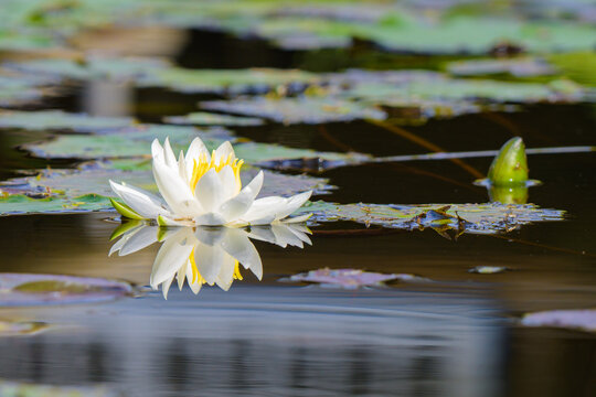 すいれん Images – Browse 4,687 Stock Photos, Vectors, and Video