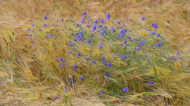 Kornblumen in einem windgepeitschten Getreidefeld vermitteln Ruhe und Einfachheit, Germerode, Geo Naturpark Frau-Holle-Land, Hoher Meissner, Hessen, Deutschland
