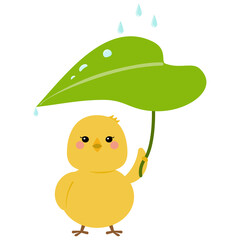 葉っぱの傘に乗った雨粒を見上げるヒヨコ © ゴエママ