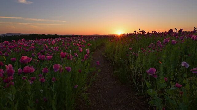 Schlafmohn (Papaver somniferum), bei  Sonnenaufgang, Sommer, Germerode, Geo Naturpark Frau-Holle-Land, Hoher Meissner, Hessen, Deutschland