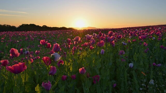 Schlafmohn (Papaver somniferum), bei  Sonnenaufgang, Sommer, Germerode, Geo Naturpark Frau-Holle-Land, Hoher Meissner, Hessen, Deutschland