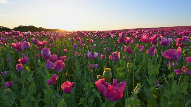 Schlafmohn (Papaver somniferum), bei  Sonnenaufgang, Sommer, Germerode, Geo Naturpark Frau-Holle-Land, Hoher Meissner, Hessen, Deutschland