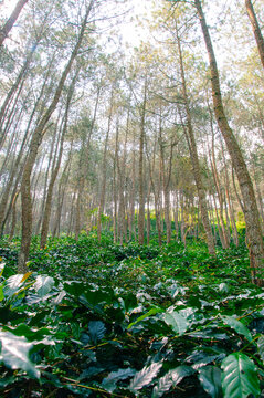 Sigararutang arabica coffee plantation in Sumedang West Java Indonesia, on the Manglayang mount slope 1400 meters above sea level