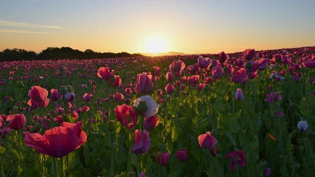Schlafmohn (Papaver somniferum), bei  Sonnenaufgang, Sommer, Germerode, Geo Naturpark Frau-Holle-Land, Hoher Meissner, Hessen, Deutschland