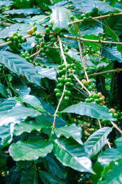 Sigararutang arabica coffee plantation in Sumedang West Java Indonesia, on the Manglayang mount slope 1400 meters above sea level