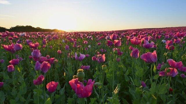 Schlafmohn (Papaver somniferum), bei  Sonnenaufgang, Sommer, Germerode, Geo Naturpark Frau-Holle-Land, Hoher Meissner, Hessen, Deutschland