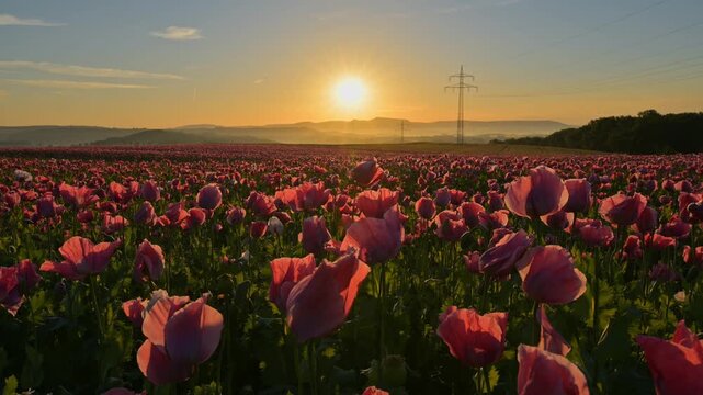 Schlafmohn (Papaver somniferum), bei  Sonnenaufgang, Sommer, Germerode, Geo Naturpark Frau-Holle-Land, Hoher Meissner, Hessen, Deutschland