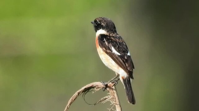 Close up of a striking male stonechat bird perching perfectly balanced on a dry curved plant stalk against a smooth blurred green background.