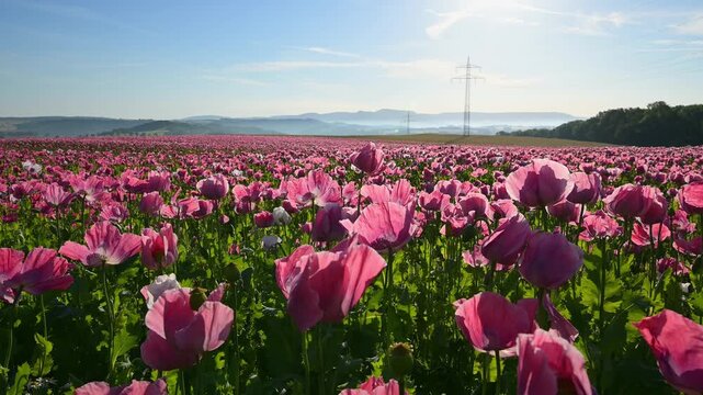 Schlafmohn (Papaver somniferum), Sommer, Germerode, Hoher Mei&szlig;ner, Werra-Mei&szlig;ner-Kreis, Hessen, Deutschland
