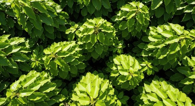 Lush Green Foliage Overlapping in Dense Natural Growth