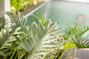 Green tropical foliage background with serrated leaves of exotic plant © Kwangmoozaa