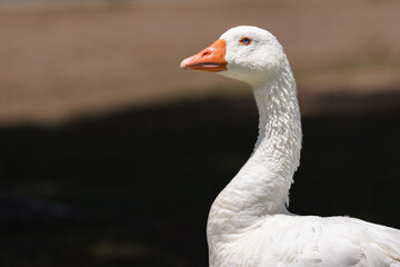 White goose portrait  © Gail
