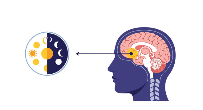 Medical diagram of the human brain explaining the circadian rhythm and its connection to day and night cycle rhythm.