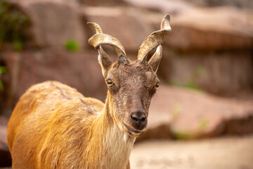 Obraz premium A wild ibex. A markhor (Capra falconeri), a wild goat native to Central Asia, the Karakoram, and the Himalayas, sits atop a cliff. Males have tightly curled, corkscrew-shaped horns up to 160 cm long.
