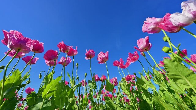 Schlafmohn (Papaver somniferum), Sommer, Germerode, Hoher Mei&szlig;ner, Werra-Mei&szlig;ner-Kreis, Hessen, Deutschland