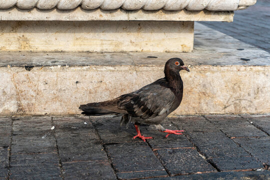 Paloma caminando en la ciudad de cartagena