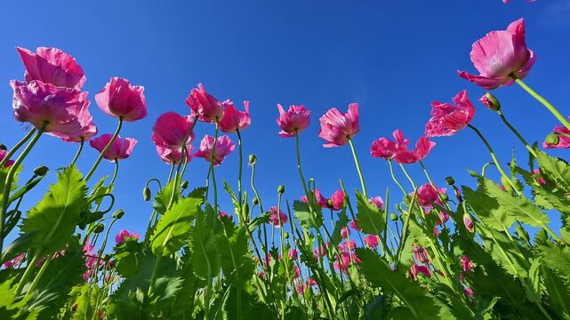 Schlafmohn (Papaver somniferum), Sommer, Germerode, Hoher Mei&szlig;ner, Werra-Mei&szlig;ner-Kreis, Hessen, Deutschland