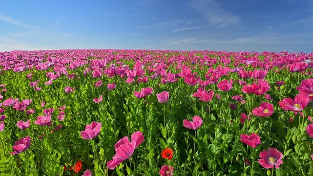 Schlafmohn (Papaver somniferum), Sommer, Germerode, Hoher Mei&szlig;ner, Werra-Mei&szlig;ner-Kreis, Hessen, Deutschland