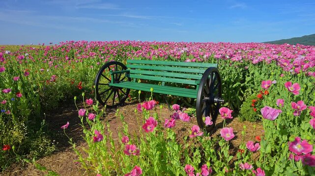 Schlafmohn (Papaver somniferum) und gr&uuml;ner Holzbank mit Wagenr&auml;dern, Sommer, Germerode, Geo Naturpark Frau-Holle-Land, Hoher Meissner, Hessen, Deutschland