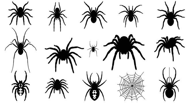 Set of Black Spider Silhouettes and Spiderweb, Halloween Icons