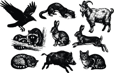 Fototapeta premium Animal Woodcut Illustrations Set Crow Goat Raccoon Boar Cat Rabbit