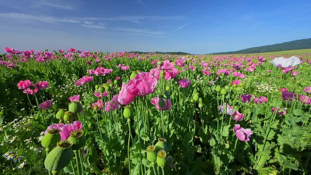 Schlafmohn (Papaver somniferum), Sommer, Germerode, Hoher Mei&szlig;ner, Werra-Mei&szlig;ner-Kreis, Hessen, Deutschland