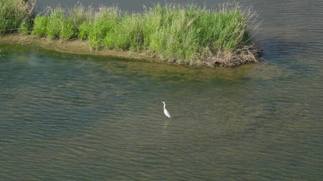 High Angle Shot of a White Egret Hunting in Geumgang River, Sejong City, South Korea