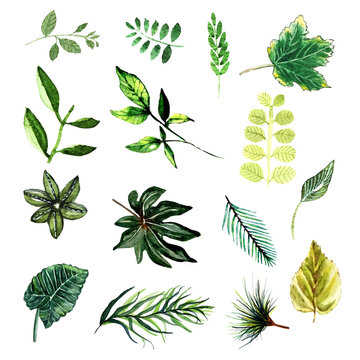 Set di foglie verdi dipinte ad acquerello, illustrazione isolata su sfondo bianco. elementi di design disegnati a mano. 