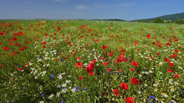Sommerwiese mit Klatschmohn, Sommer,  Germerode, Geo Naturpark Frau-Holle-Land, Hoher Meissner, Hessen, Deutschland