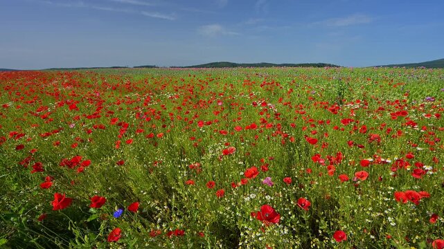 Klatschmohn (Papaver rhoeas) Feld, Sommer,  Germerode, Geo Naturpark Frau-Holle-Land, Hoher Meissner, Hessen, Deutschland
