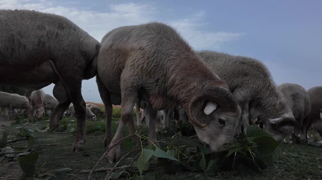 a sheep with distinct horns grazes peacefully on green foliage.