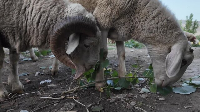 a sheep with distinct horns grazes peacefully on green foliage.