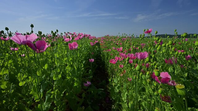 Schlafmohn (Papaver somniferum), Pfad durch ein leuchtendes Mohnfeld bei strahlendem Sonnenschein, Sommer, Germerode, Geo Naturpark Frau-Holle-Land, Hoher Meissner, Hessen, Deutschland