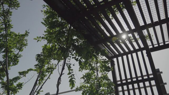 Low Angle Shot of Sun Beams Peeking Through Wooden Pergola Slats with Green Leaves