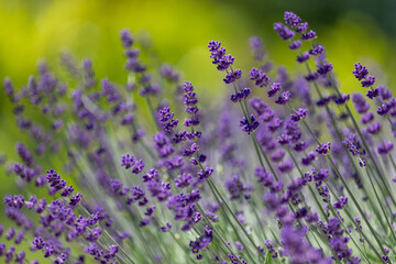 Fototapeta premium Lavender flowers on beautiful soft green nature blurred bokeh background. Selective focus used.