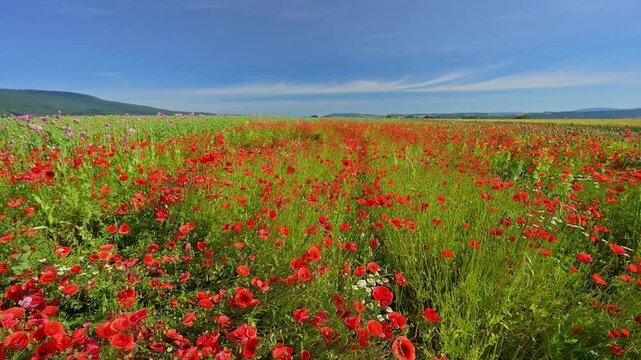 Klatschmohn (Papaver rhoeas) Feld, Sommer,  Germerode, Geo Naturpark Frau-Holle-Land, Hoher Meissner, Hessen, Deutschland
